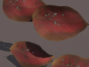 autumn fall leafs pack low poly 3D Model