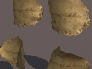 autumn fall leafs pack low poly 3D Model