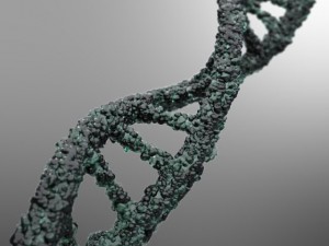dna strand 3D-Modell