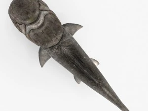 dunkleosteus 3D Model