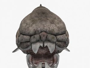 dunkleosteus 3D Model
