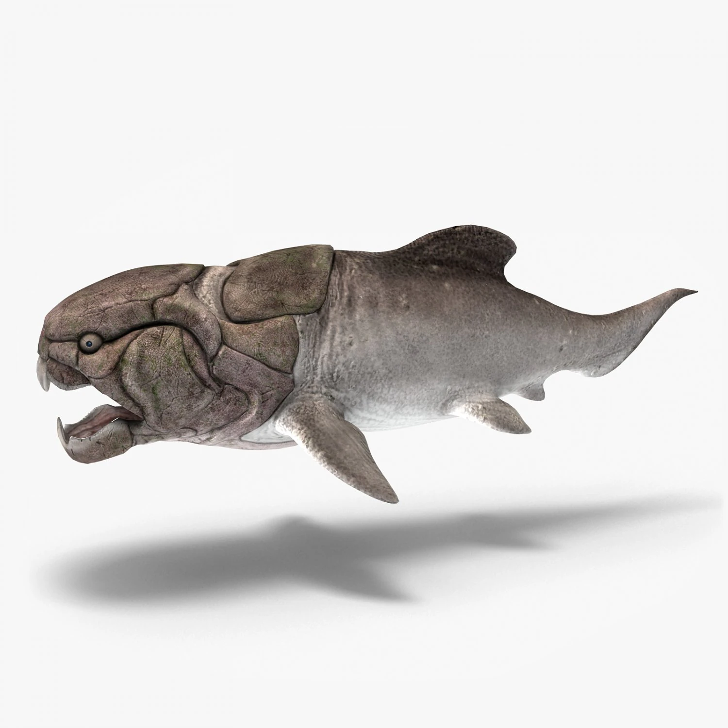 dunkleosteus 3D Model .c4d .max .obj .3ds .fbx .stl .blend 
