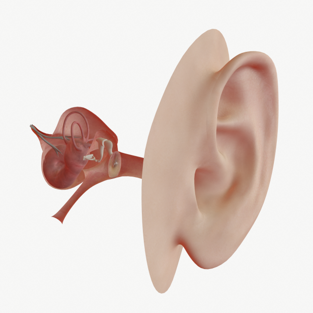 ear anatomy 3D Модель .c4d .max .obj .3ds .fbx .stl .blend 