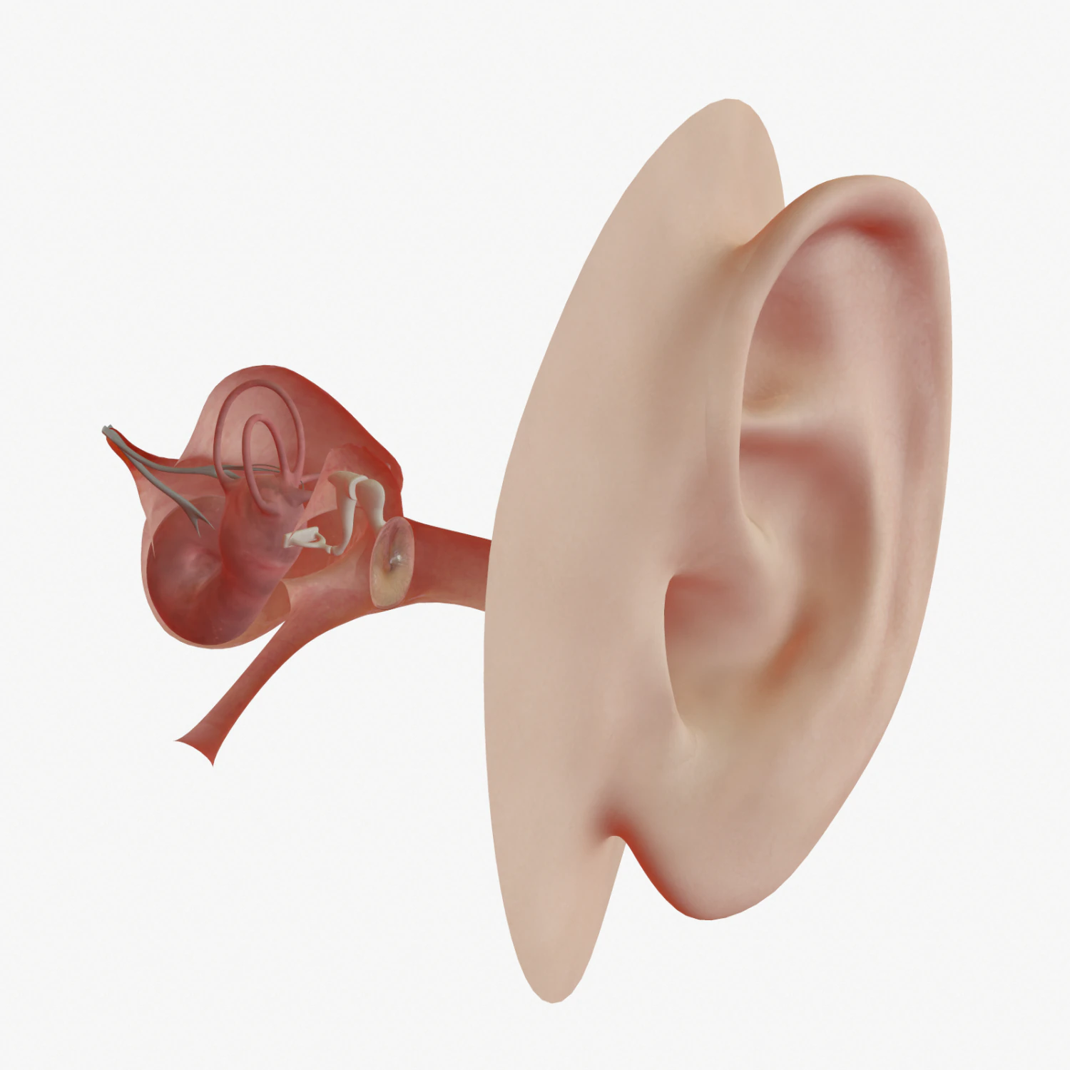 ear anatomy 3D Model .c4d .max .obj .3ds .fbx .stl .blend 