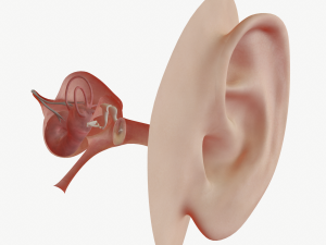 ear anatomy 3D Model