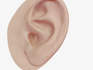 ear anatomy 3D Model