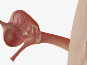 ear anatomy 3D Model