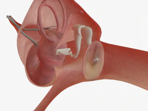 ear anatomy 3D Model