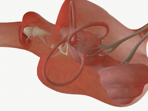 ear anatomy 3D Модель