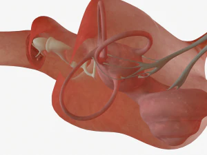 ear anatomy 3D Model
