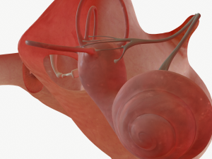 ear anatomy 3D Модель