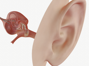 ear anatomy 3D Модель