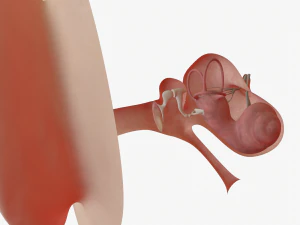 ear anatomy 3D Model