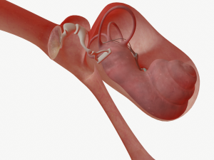 ear anatomy 3D Модель