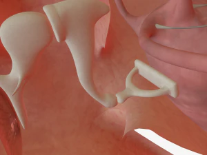 ear anatomy 3D Model