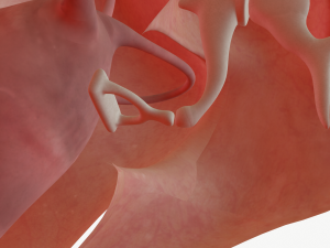 ear anatomy 3D Модель
