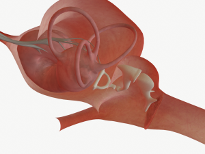 ear anatomy 3D Модель