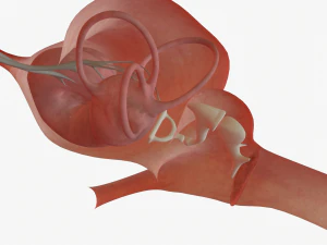 ear anatomy 3D Model