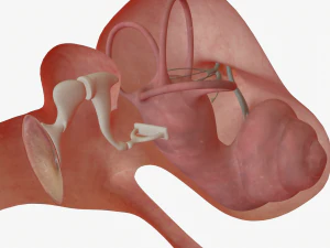ear anatomy 3D Model