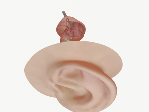 ear anatomy 3D Модель