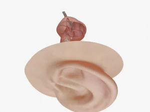 ear anatomy 3D Model