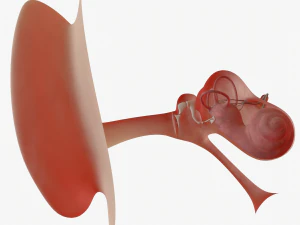 ear anatomy 3D Model