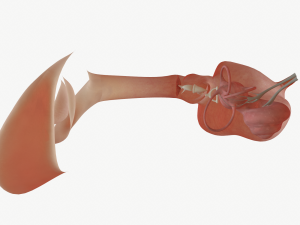 ear anatomy 3D Модель