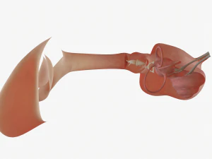 ear anatomy 3D Model