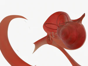 ear anatomy 3D Model