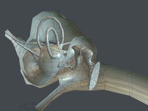 ear anatomy 3D Модель