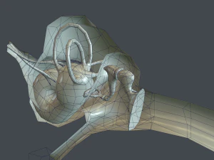 ear anatomy 3D Model
