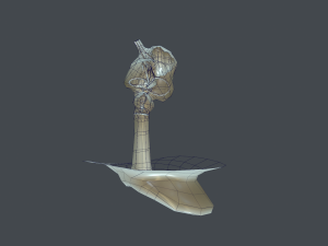 ear anatomy 3D Модель