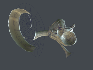 ear anatomy 3D Модель