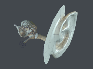 ear anatomy 3D Модель