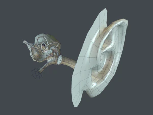 ear anatomy 3D Model