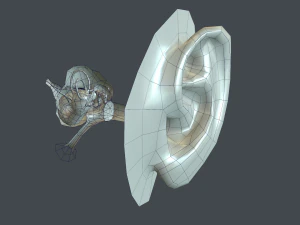 ear anatomy 3D Model