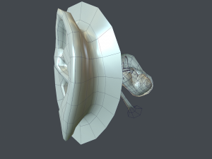 ear anatomy 3D Модель