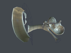 ear anatomy 3D Модель
