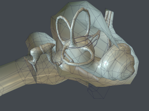 ear anatomy 3D Модель