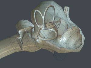 ear anatomy 3D Model