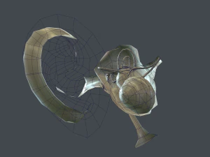 ear anatomy 3D Model