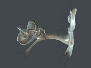 ear anatomy 3D Модель