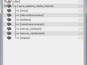 ear anatomy 3D Model