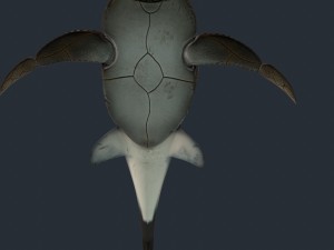 bothriolepis Model 3D