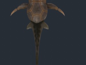 bothriolepis Model 3D