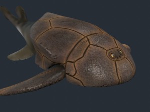 bothriolepis Model 3D