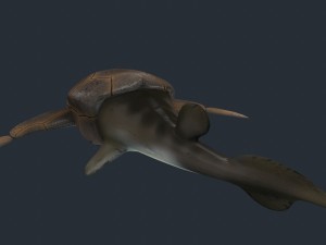 bothriolepis Model 3D
