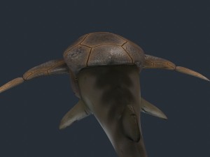 bothriolepis Model 3D
