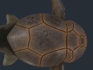 bothriolepis Model 3D