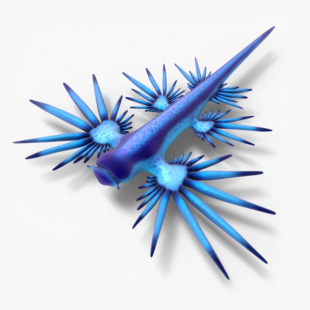 glaucus atlanticus 3D-Modell .c4d .max .obj .3ds .fbx .stl .blend 